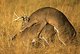 whitetail_hunter